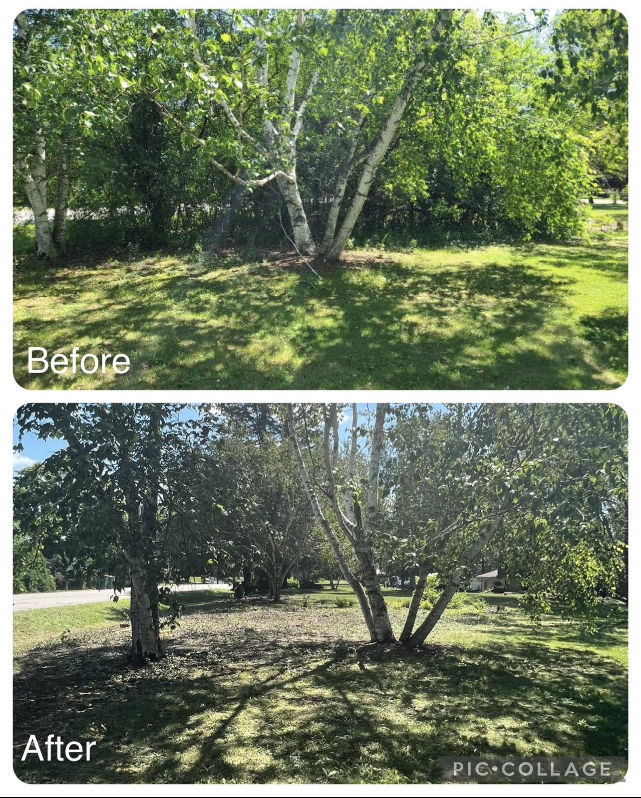 Buckthorn Removal Near me